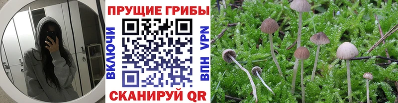 Галлюциногенные грибы прущие грибы  Купить  Болотное 